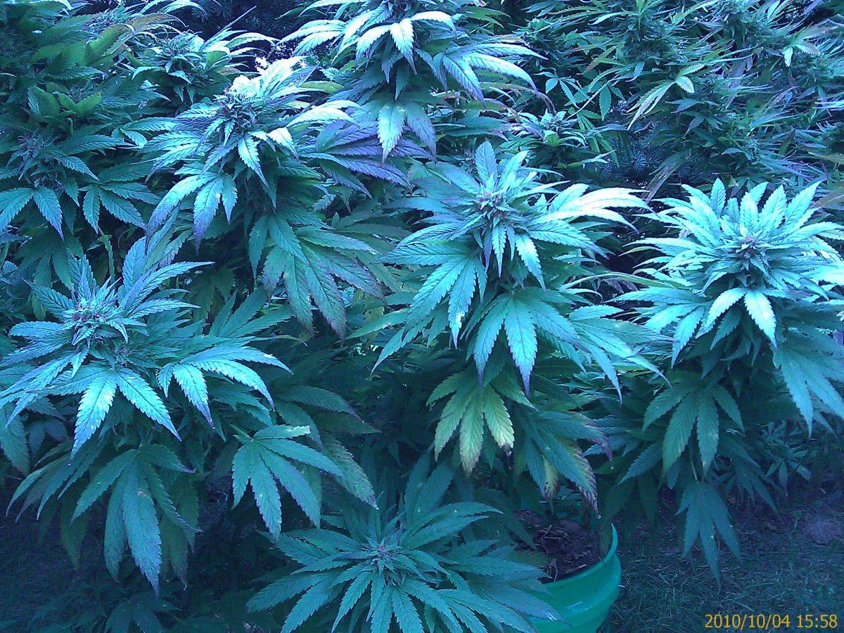 IMAG0335