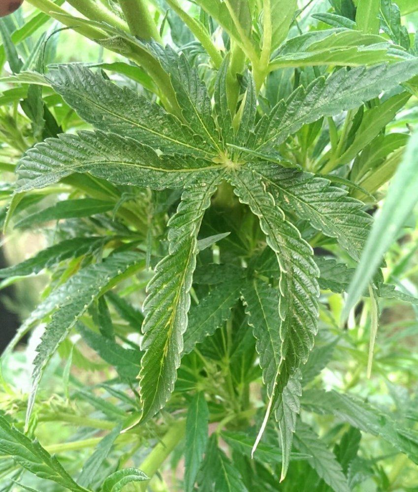 IMAG0347 1
