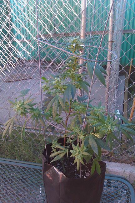 IMAG0354