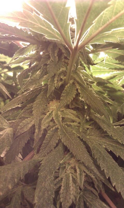 IMAG0369