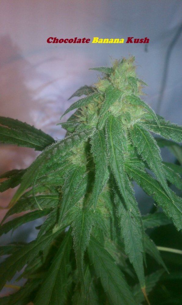 IMAG0377