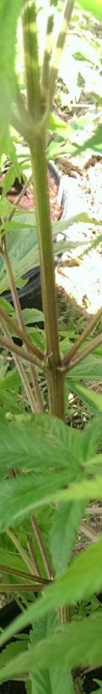 IMAG0382 1