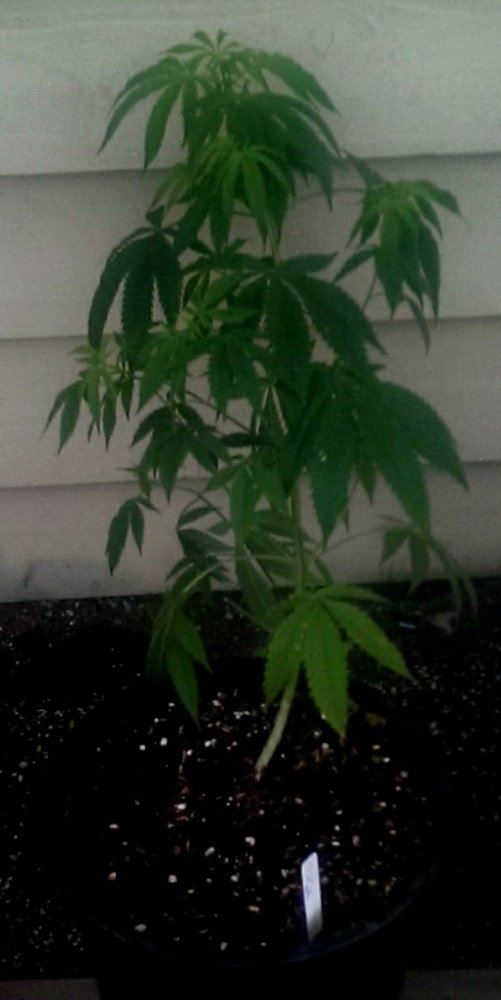 IMAG0404 1 1
