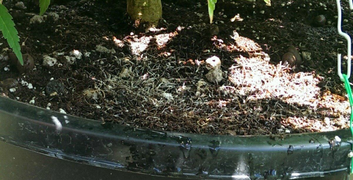 IMAG0407 1