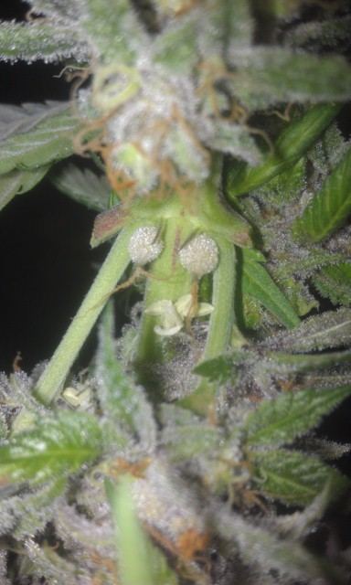 IMAG0427