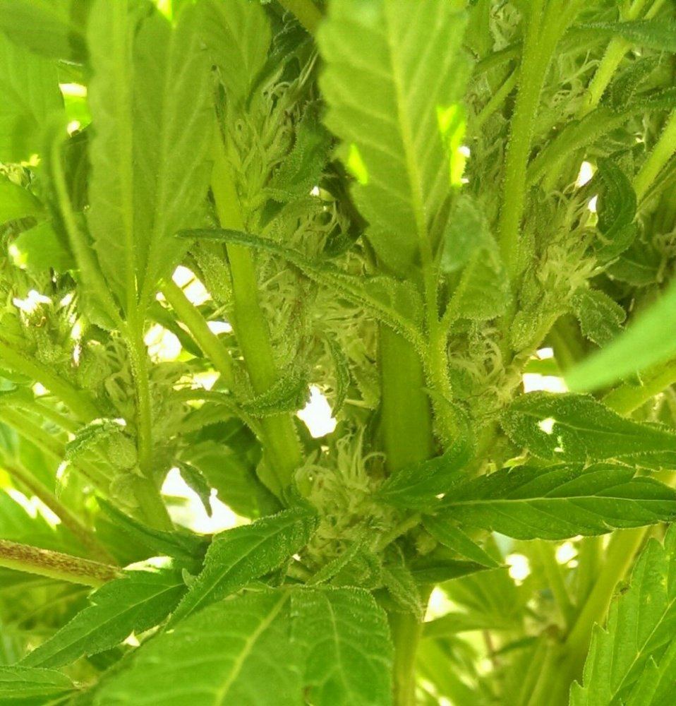 IMAG0436 1