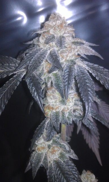 IMAG0437