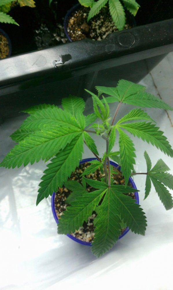 IMAG0443