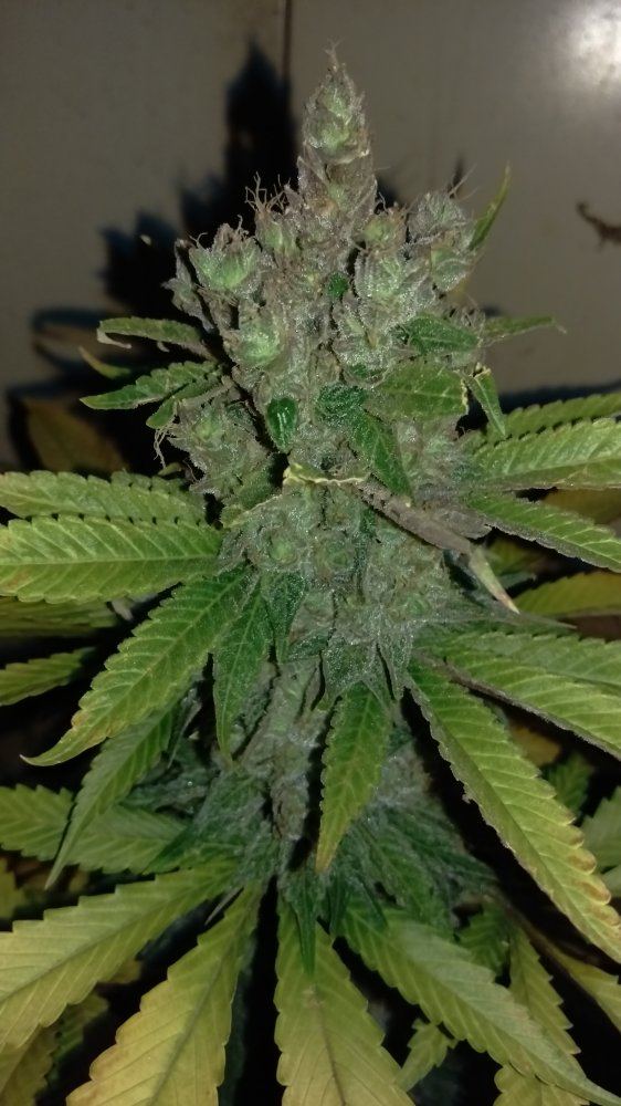 IMAG0458
