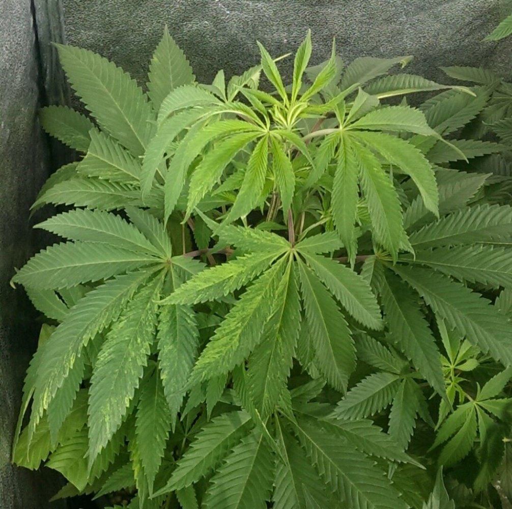 IMAG0489 1