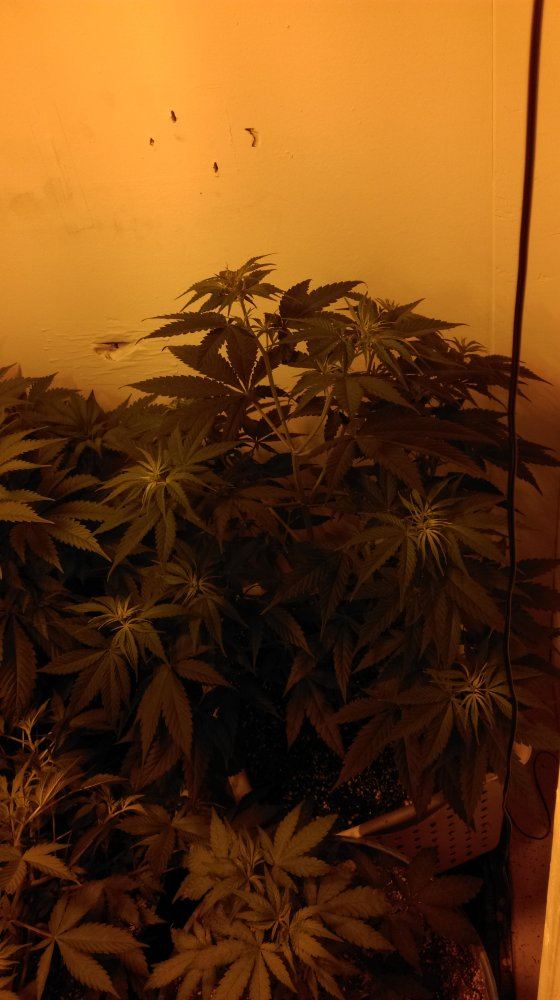IMAG0510