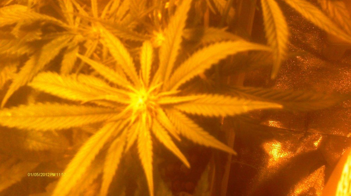 IMAG0520