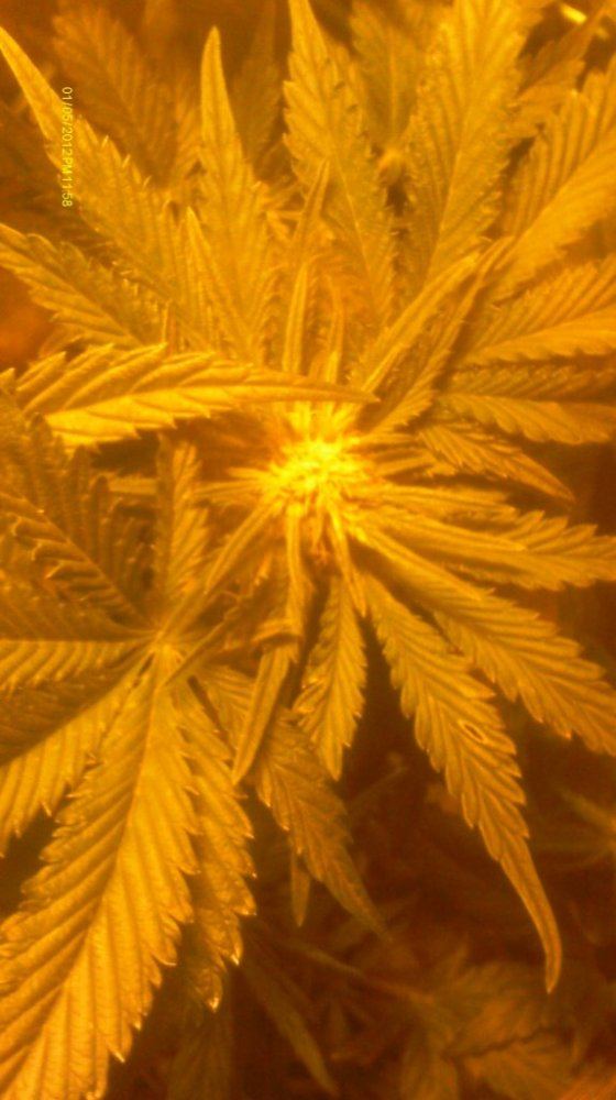 IMAG0522