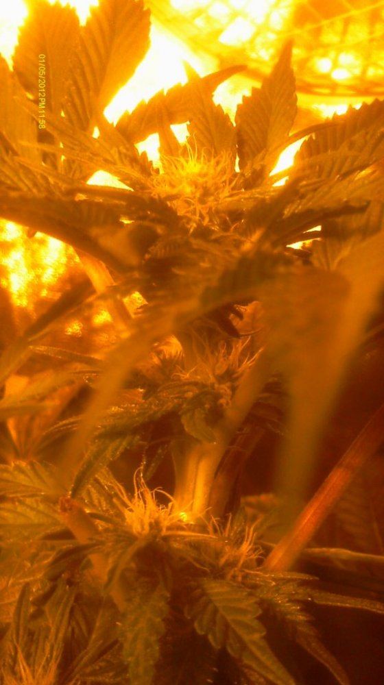 IMAG0525