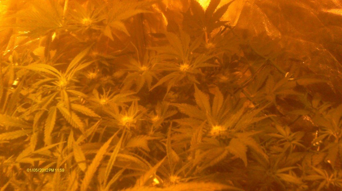 IMAG0529