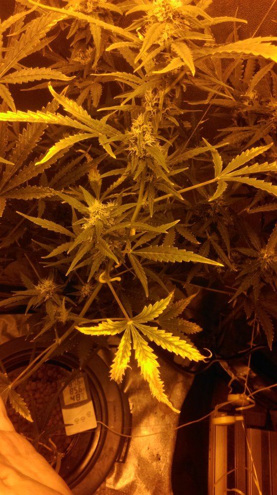 IMAG0532