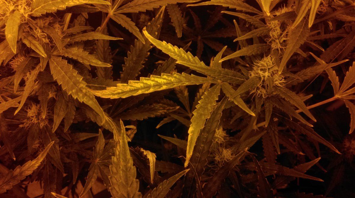 IMAG0533