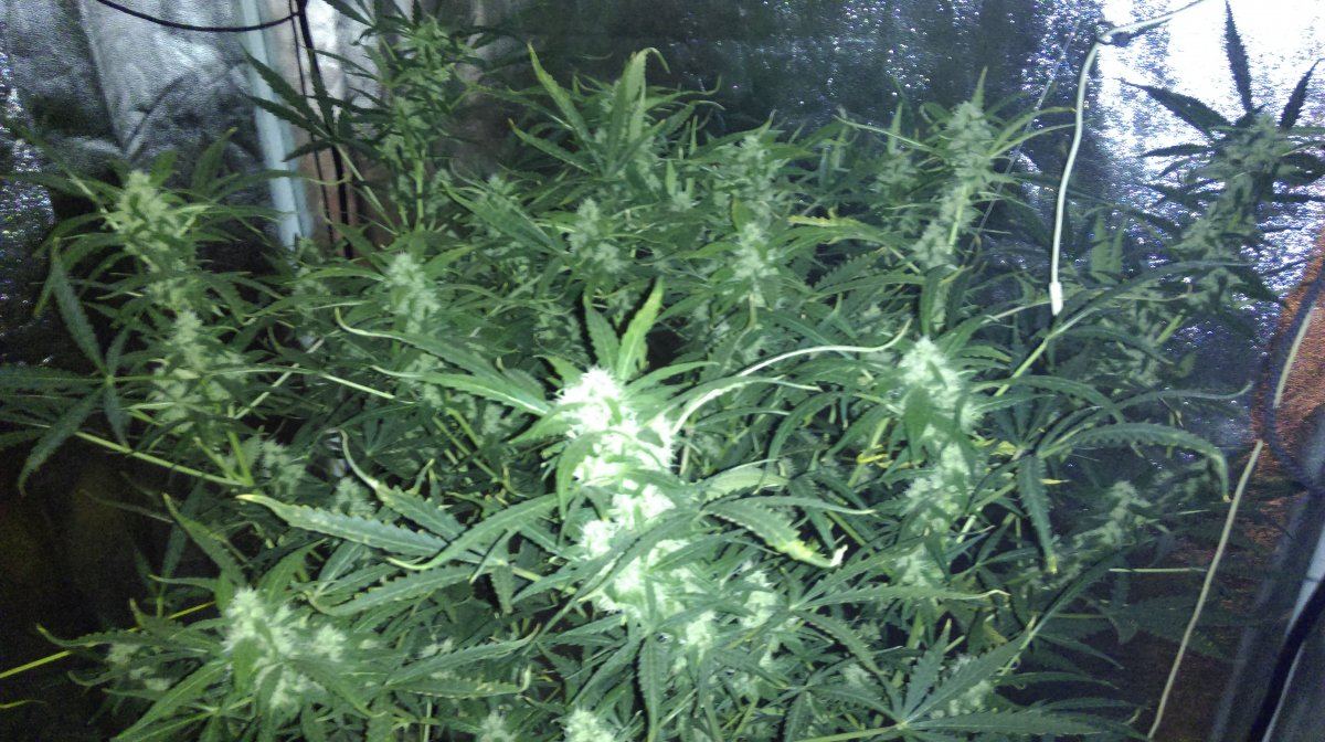 IMAG0535