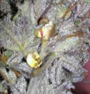IMAG0537 1 1