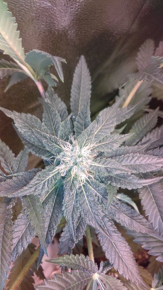 IMAG0542