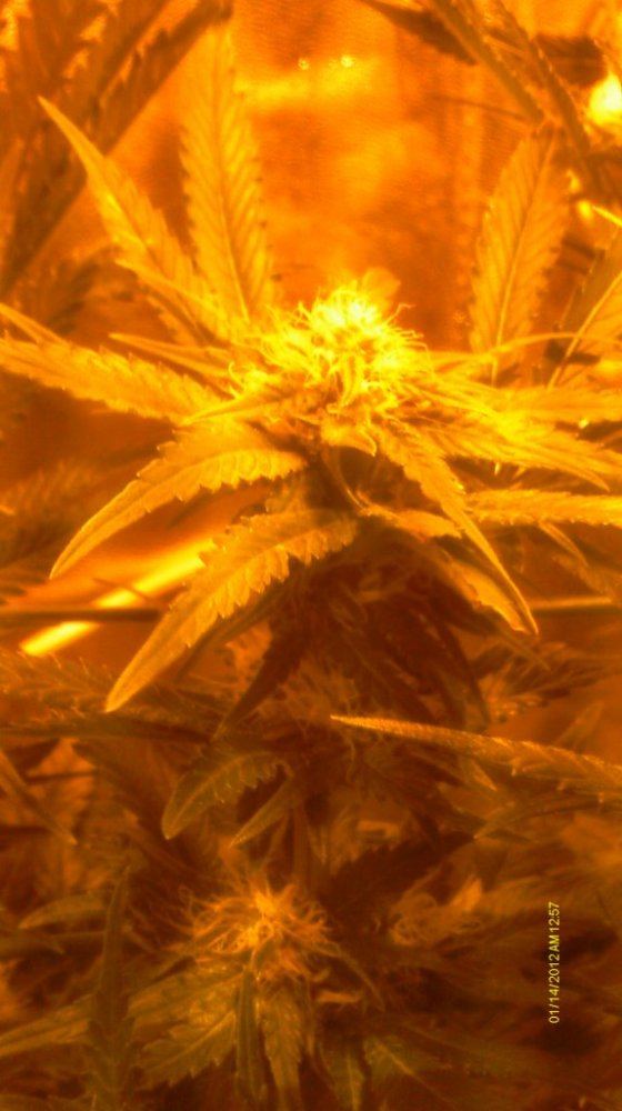 IMAG0558