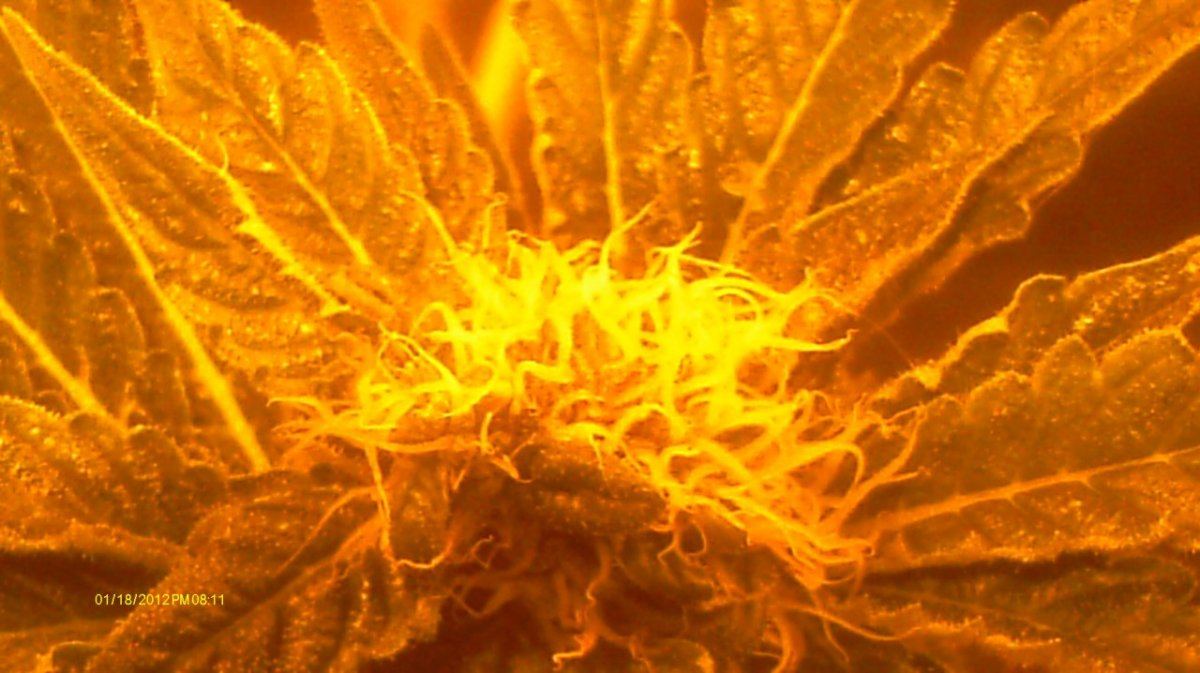 IMAG0567