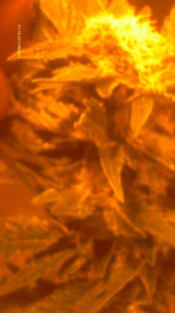 IMAG0568