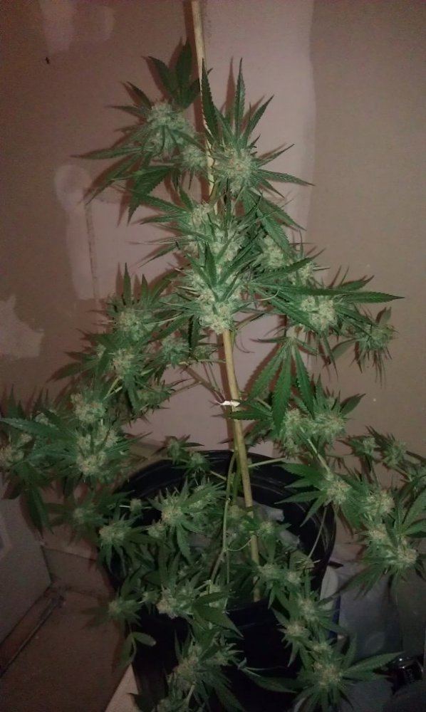 IMAG0570