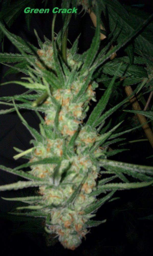 IMAG0571