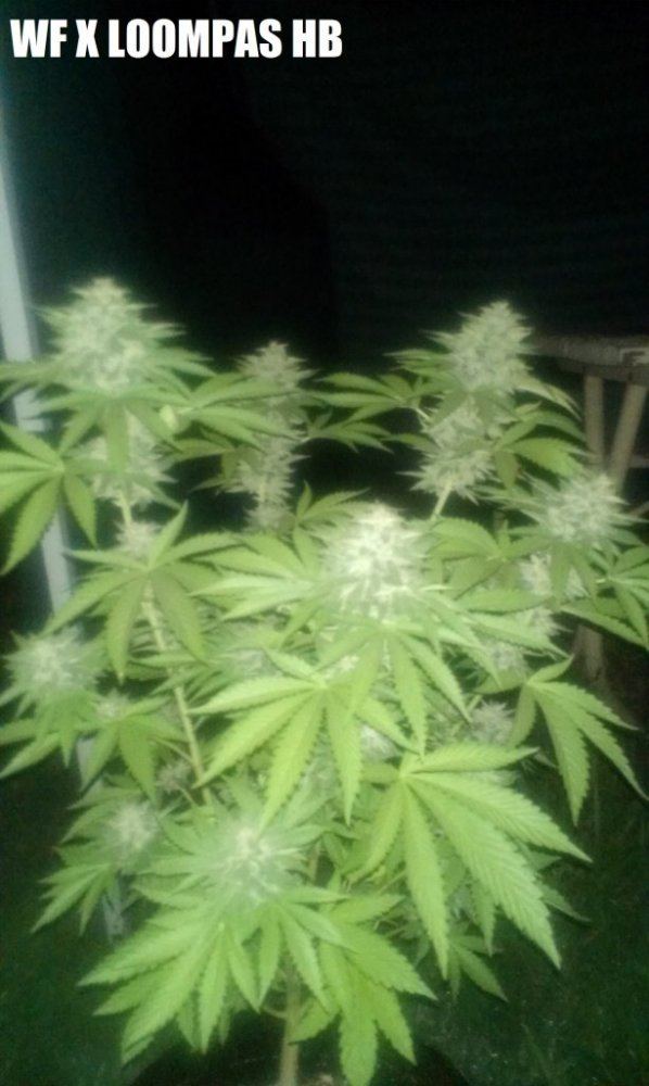 IMAG0584