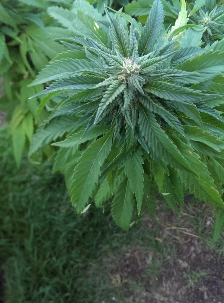 IMAG0591