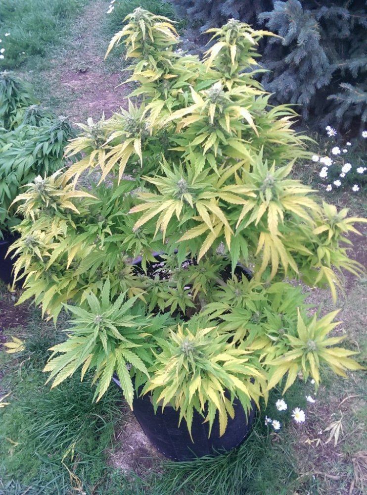 IMAG0606