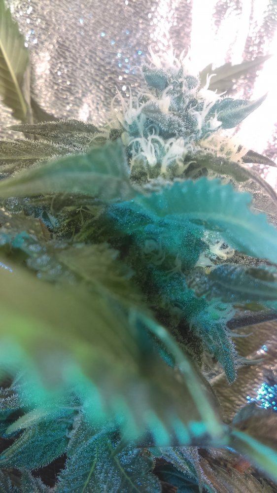 IMAG0607