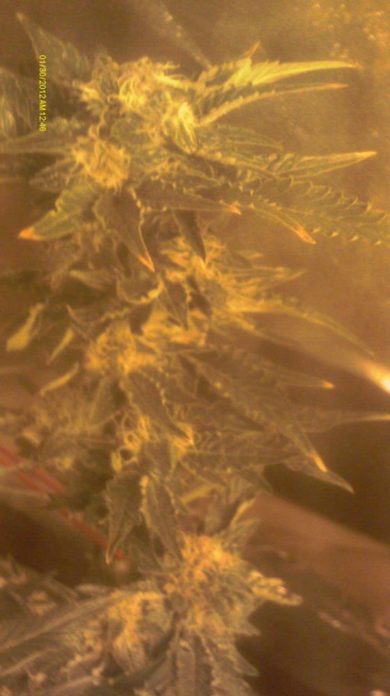 IMAG0623