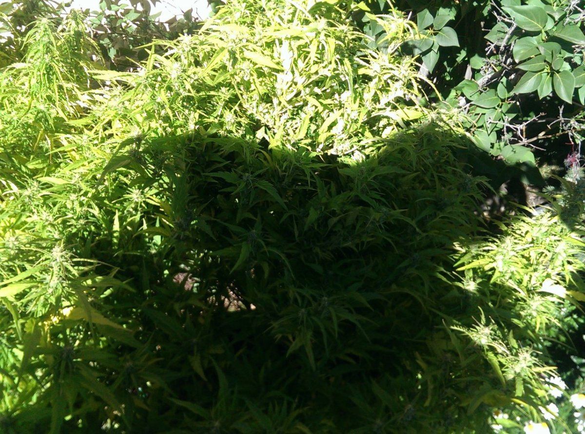 IMAG0641