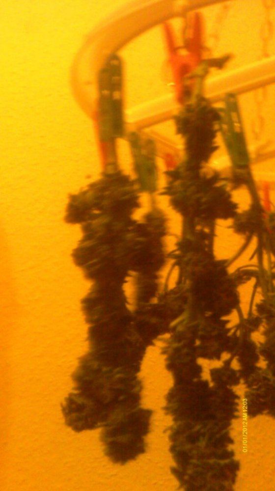 IMAG0643