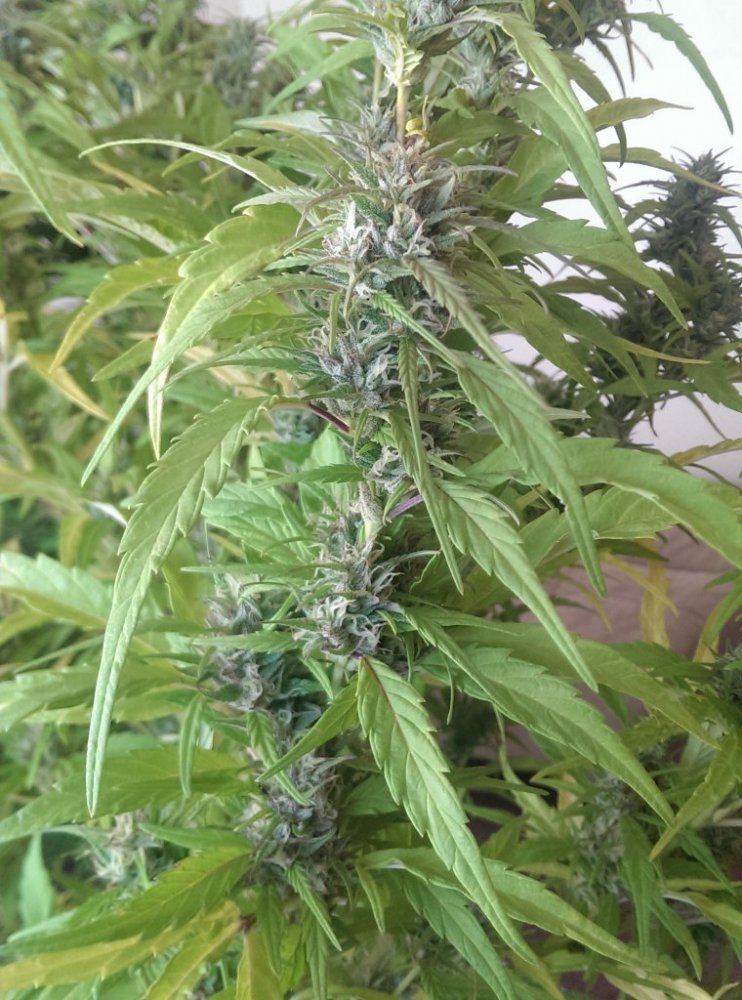 IMAG0643