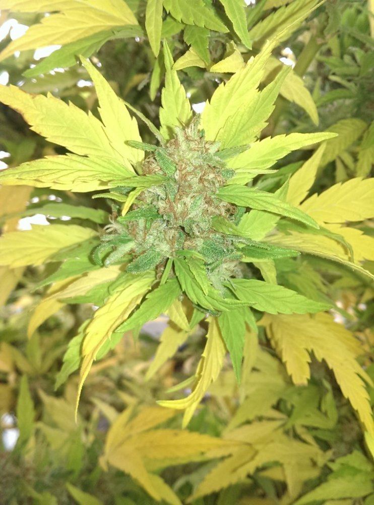 IMAG0644