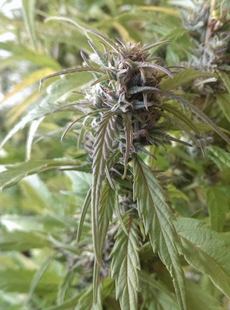 IMAG0647