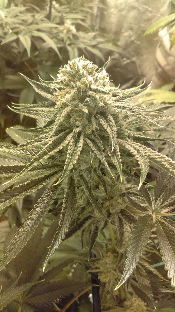 IMAG0653