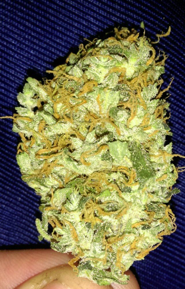 IMAG0657 1