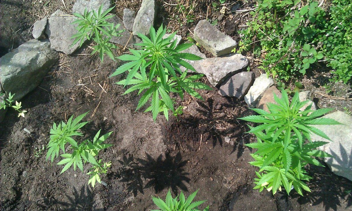IMAG0667