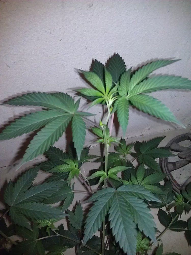 IMAG0702