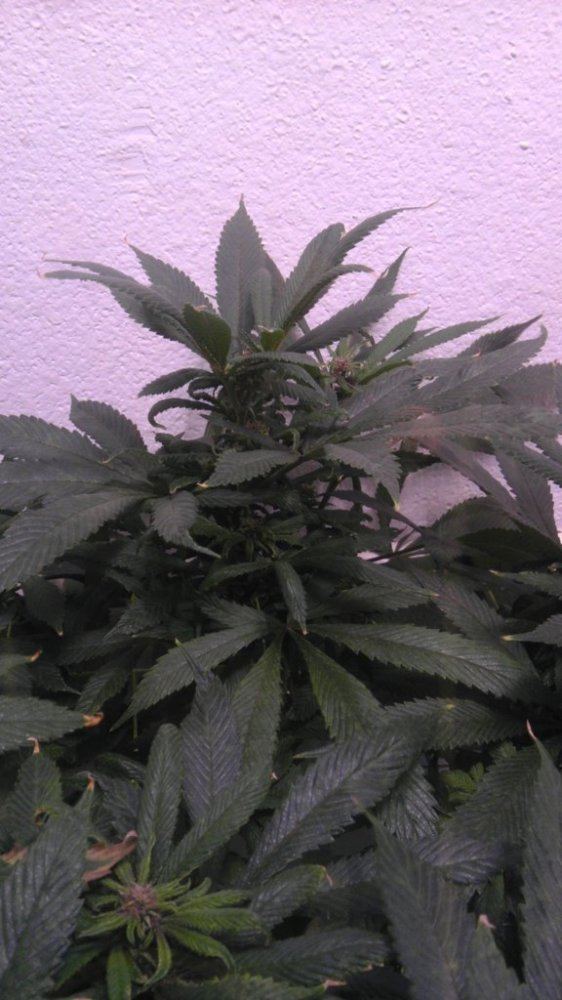 IMAG0772