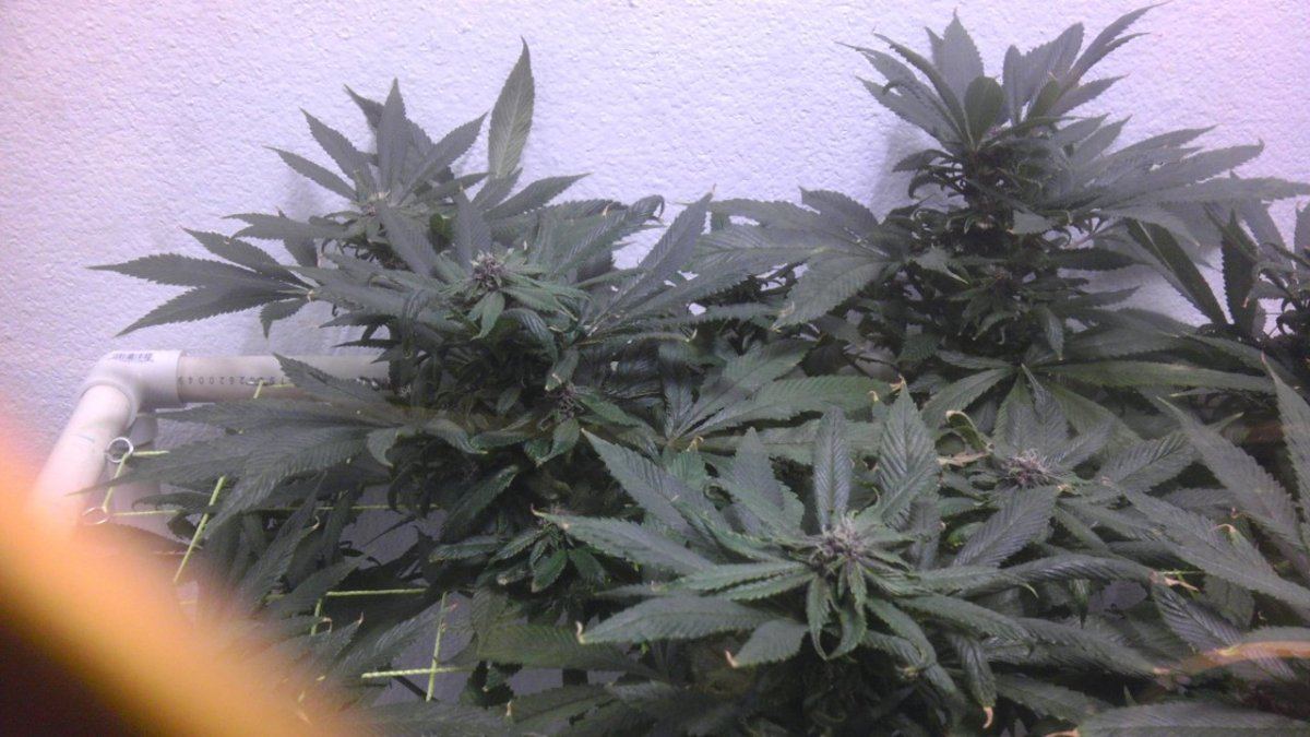 IMAG0835