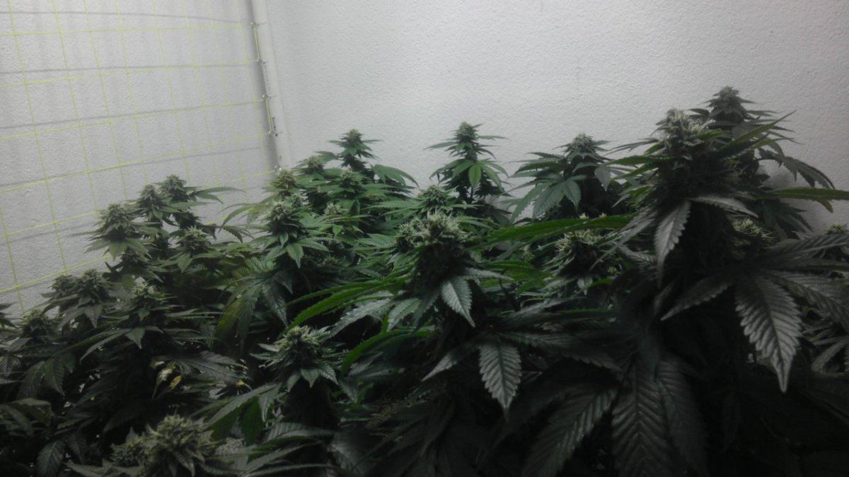 IMAG0877