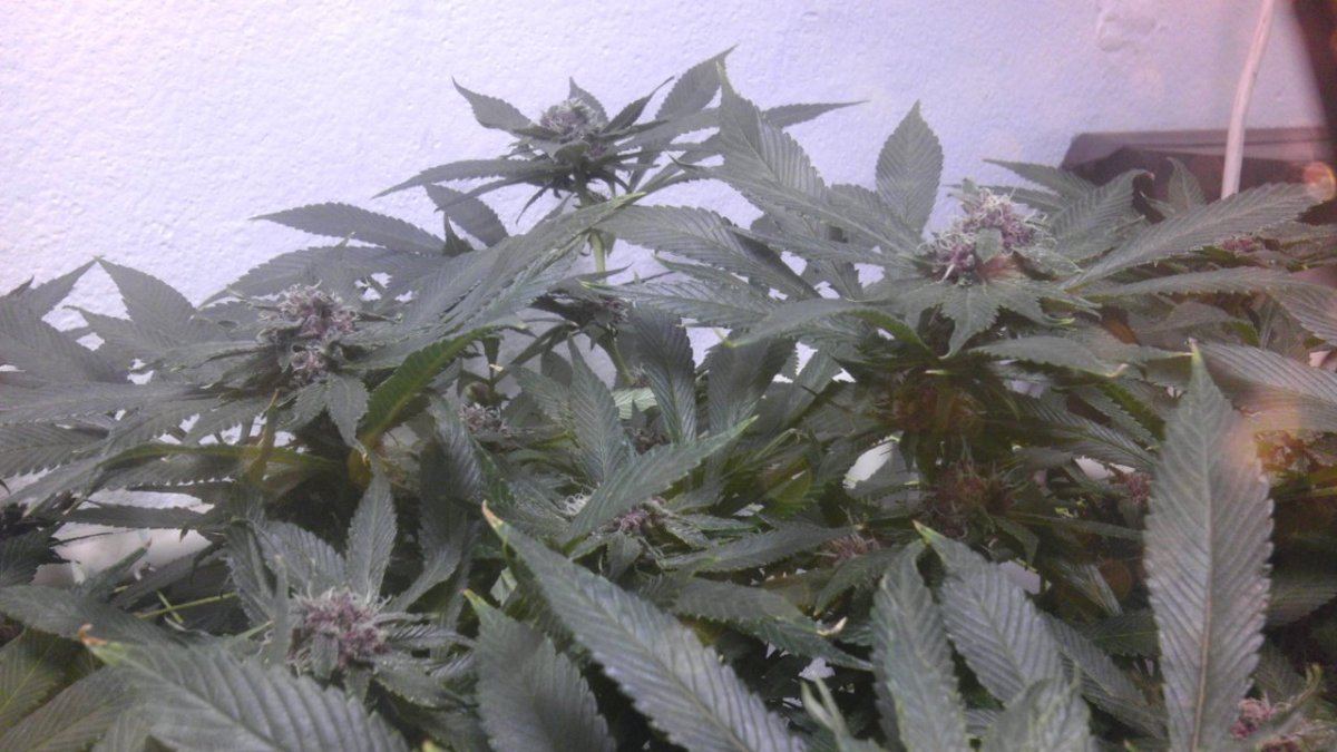 IMAG0886