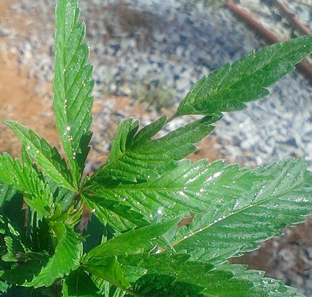 IMAG0887 1