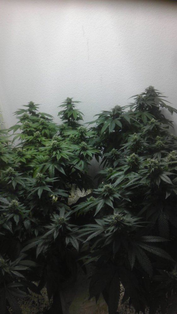 IMAG0896