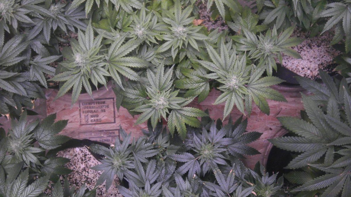 IMAG0901